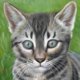 Female Kitten Oil Portrait