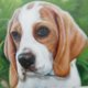 Male Puppy Oil Portrait